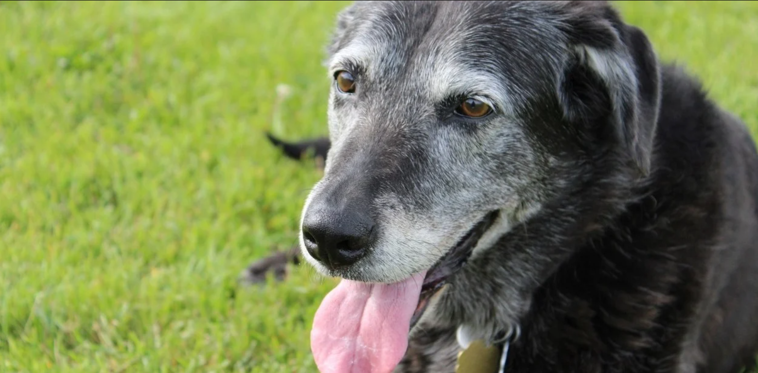 Científicos argentinos hallan la fórmula para retrasar el envejecimiento en perros